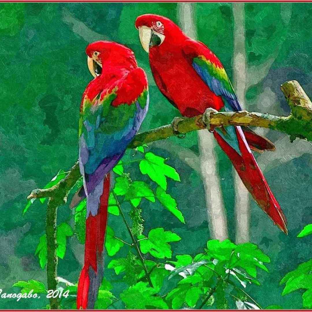 colorati  creazione  pappagalli