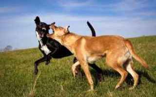 Animali: gerarchie tra cani  il cane dominante