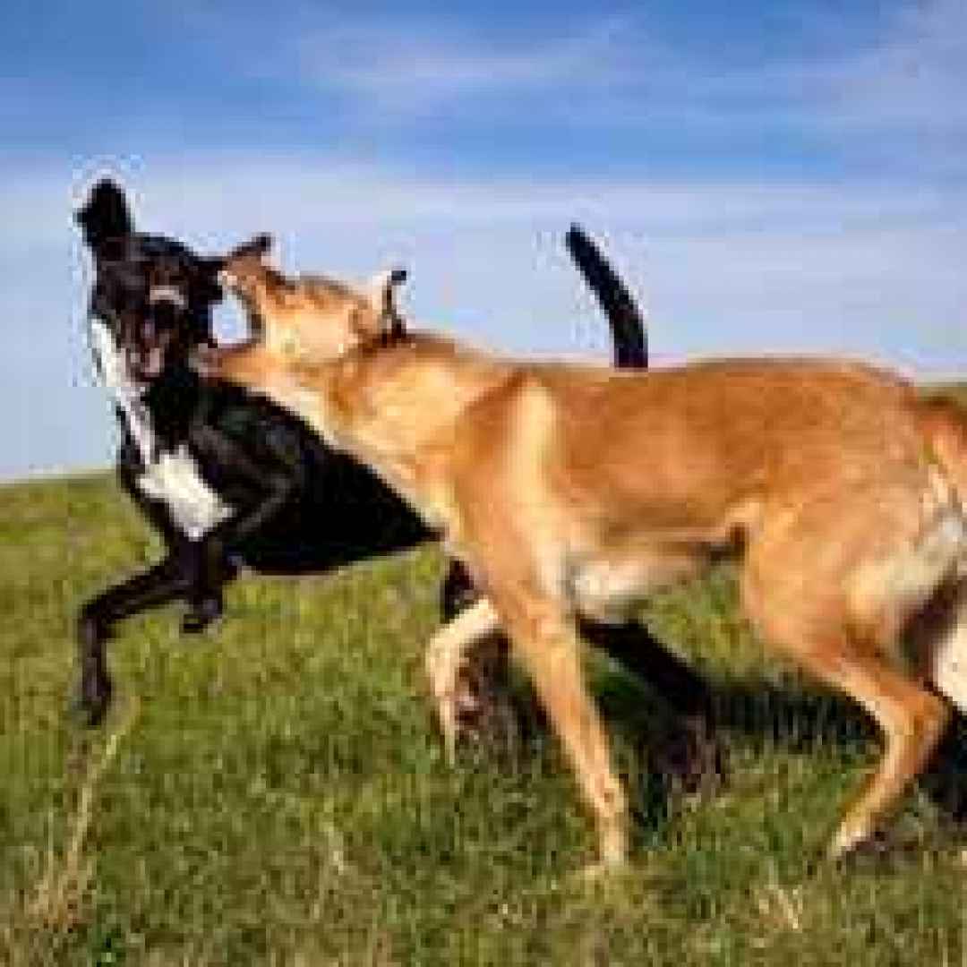 gerarchie tra cani  il cane dominante
