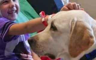 Animali: cane  cani  pet therapy