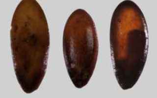 Storia: semi di melone sardegna sardegna