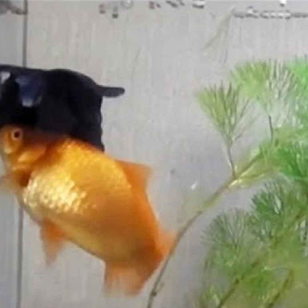 Золотая рыбка в аквариуме какает