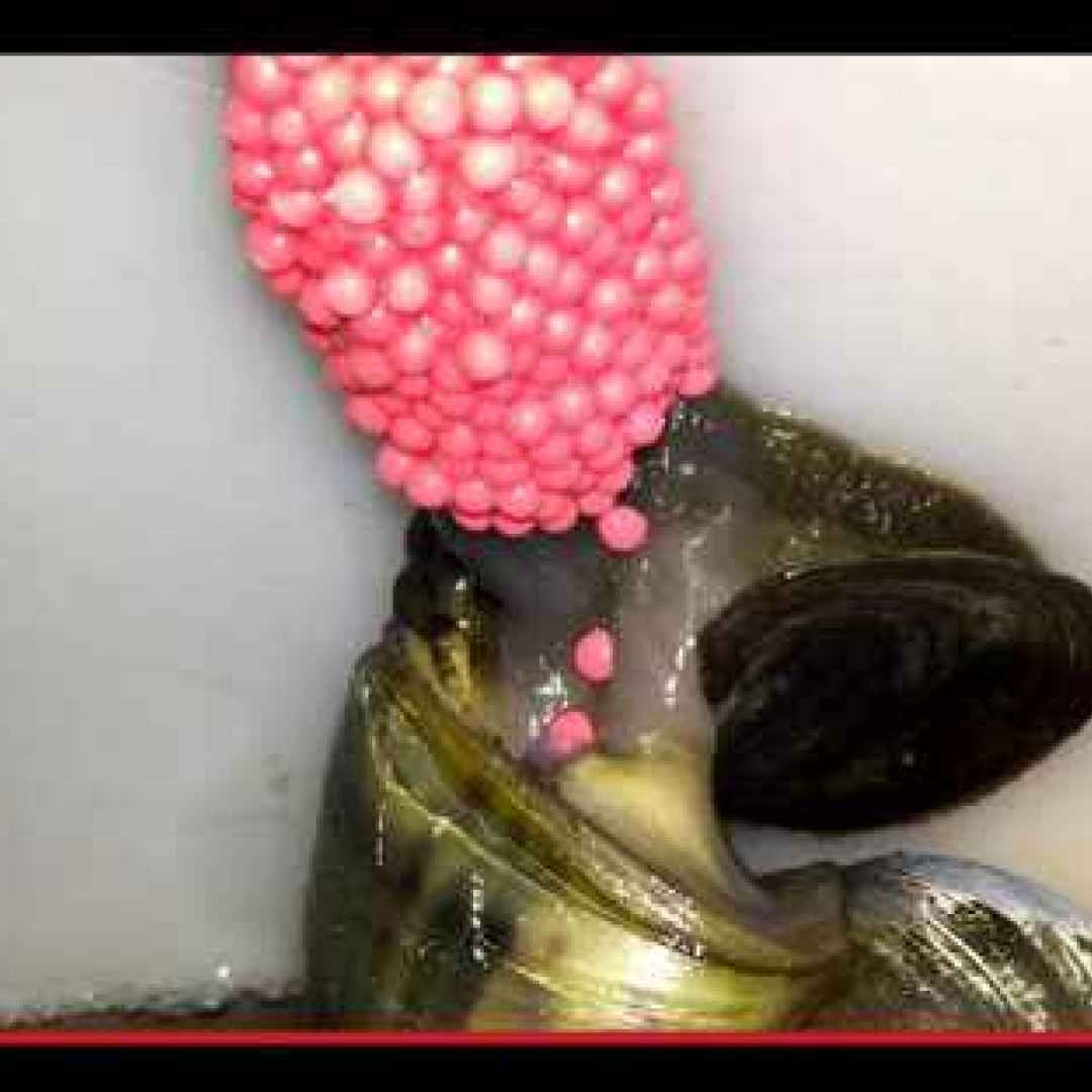 animali  molluschi  lumache  louisiana