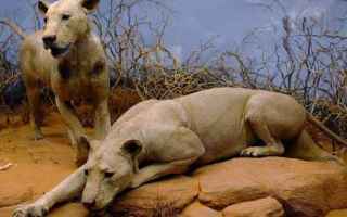 Mangiatori di uomini dello Tsavo è il soprannome dato a due leoni che compirono una serie di attacc