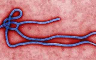 Il genere Ebolavirus, secondo la definizione dellInternational Committee on Taxonomy of Viruses, è 
