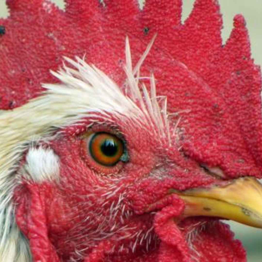 vegan polli allevamento etica morale