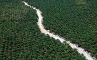 Dal 1990 l’Indonesia ha perso 31 milioni di ettari di foresta pluviale, unarea paragonabile alla G