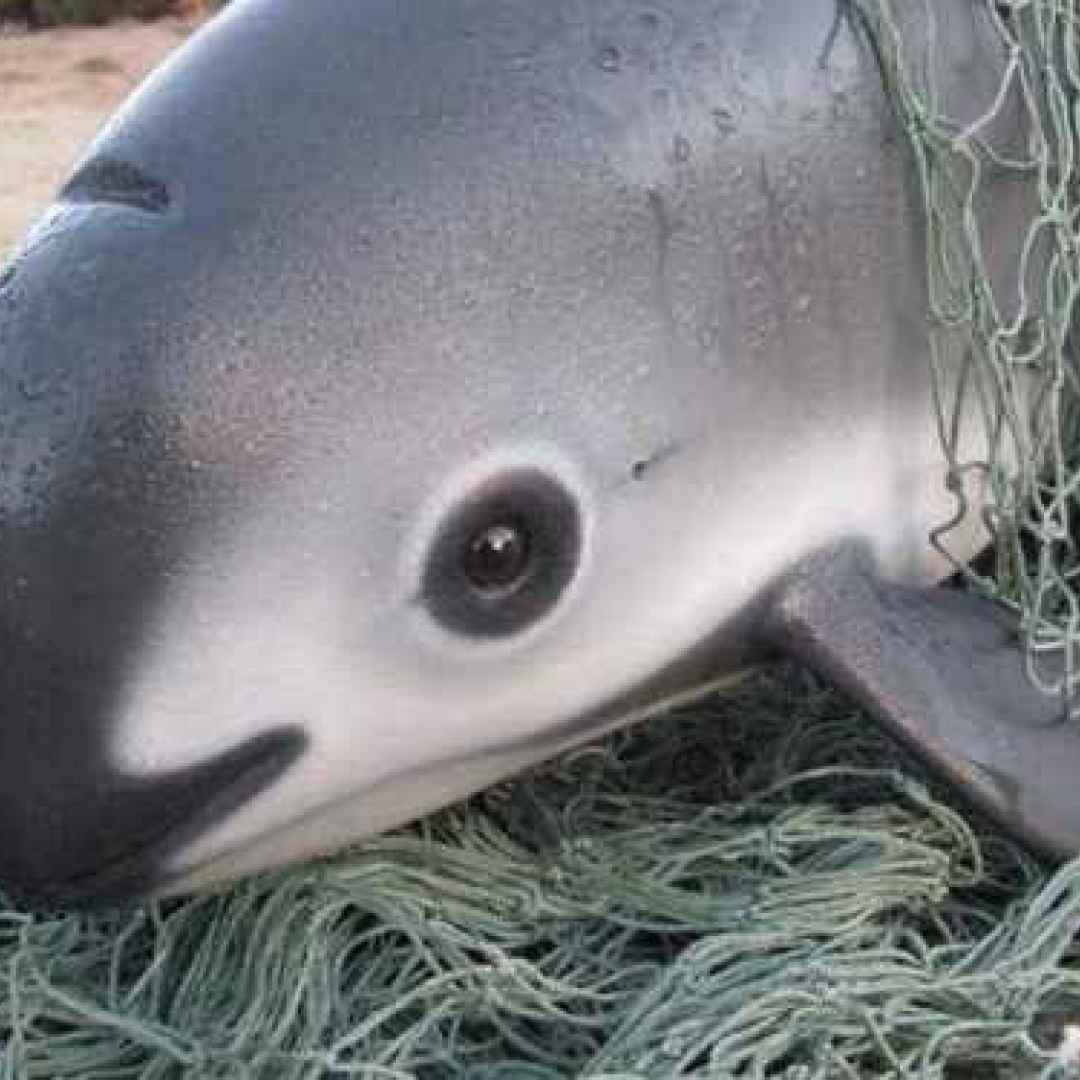 animali  cetacei  focene  california