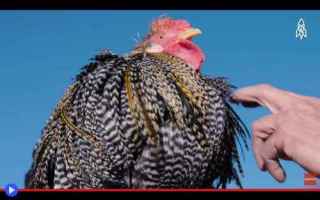 Animali: animali  allevamento  uccelli  polli