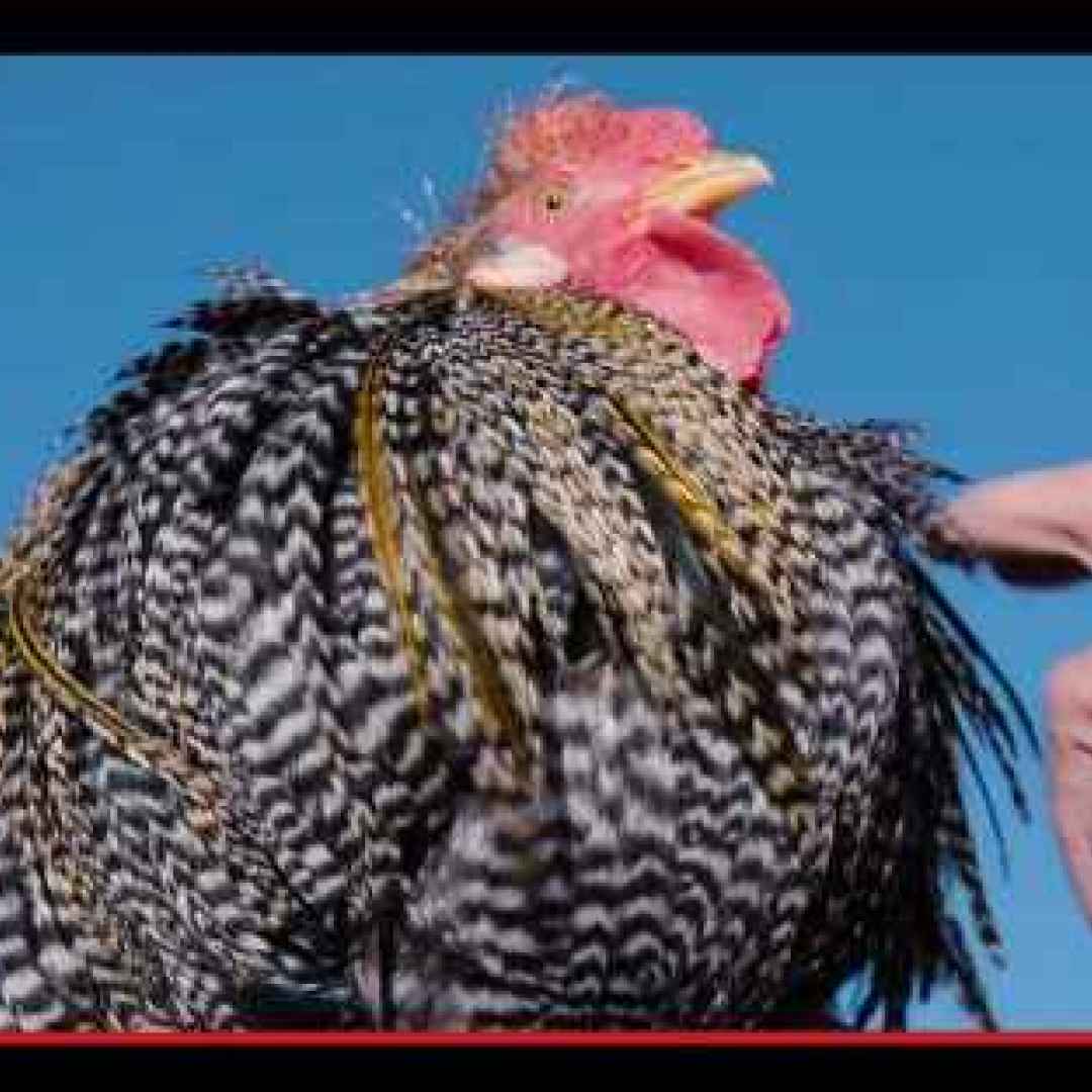 animali  allevamento  uccelli  polli
