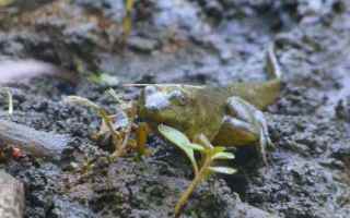 La rana toro anche conosciuta come rana bue (Lithobates catesbeianus (Shaw, 1802)) è un anfibio anu