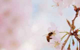 Limpollinazione è il trasporto di polline dalla parte maschile a quella femminile dellapparato ripr