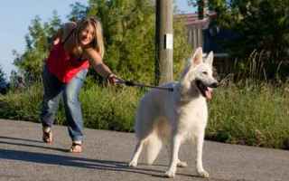 Animali: cane  addestramento