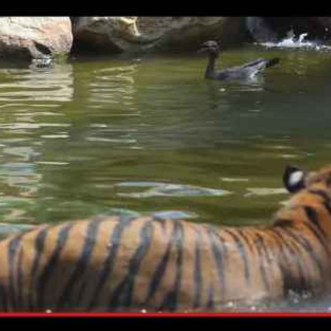 animali  uccelli  anatre  tigri  zoo