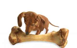 Animali: osso cane  cane