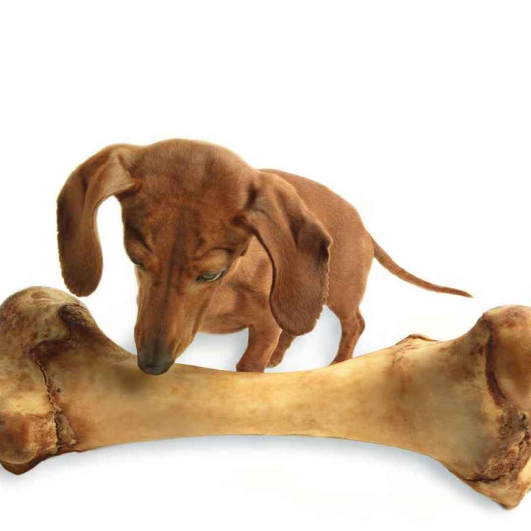 osso cane  cane