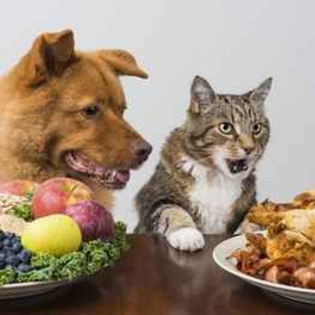 gatto  alimenti gatti