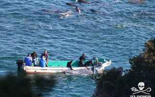 Genova: portofino  sea sheperd  animal equality