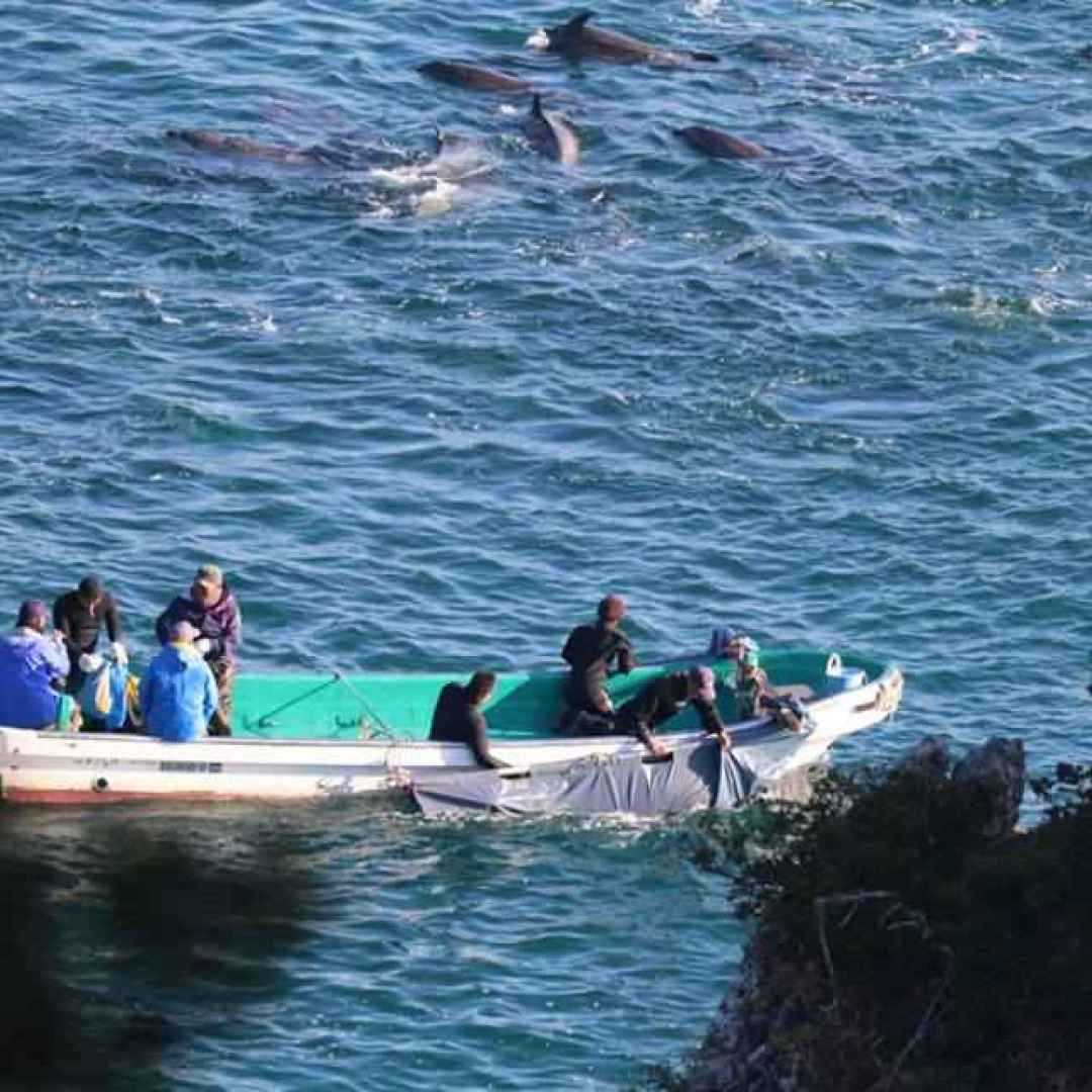 portofino  sea sheperd  animal equality