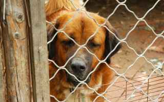 Animali: cani  adozioni  canile  gabbia