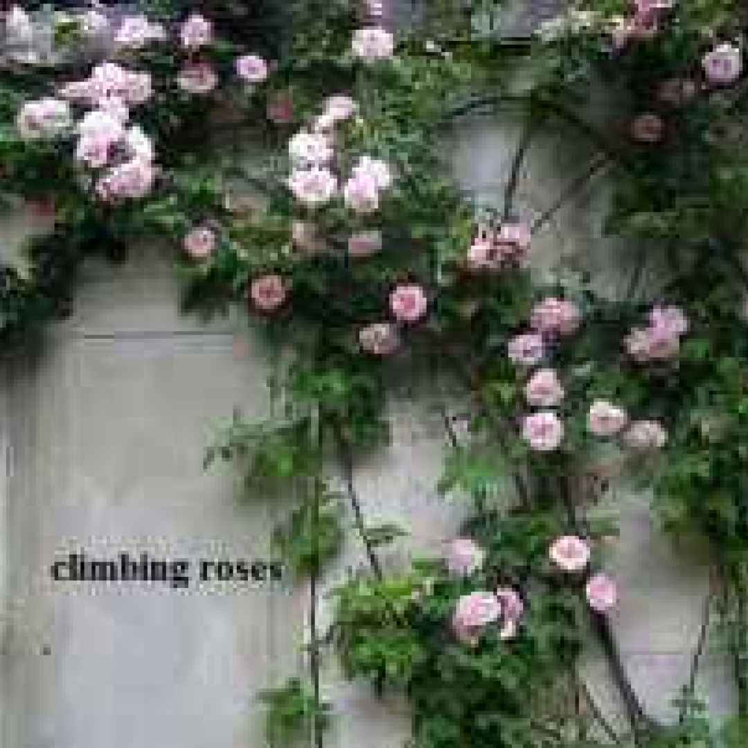 Вьющиеся розы на стене