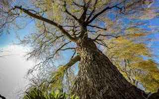 Scienze: vegetariani  alberi  biologia