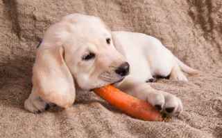 Gli ingredienti dell'alimentazione mediterranea nella dieta del cane sono positivi?