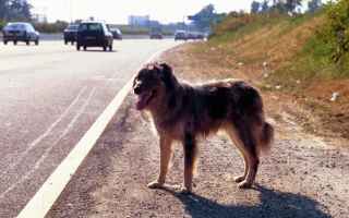 Automobili: cane  auto  danni.responsabilità