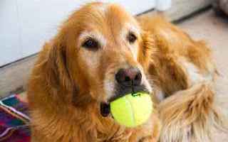 tennis  grand slam  cani  raccattapalle