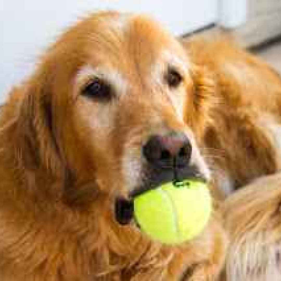 tennis  grand slam  cani  raccattapalle