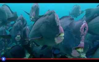 animali  pesci  natura  ambiente  oceano