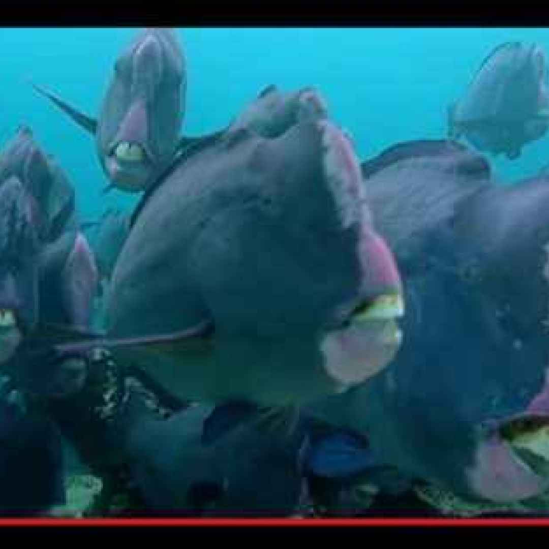 animali  pesci  natura  ambiente  oceano