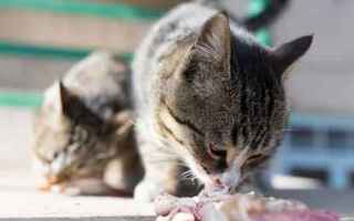 gatto  alimenti gatti  dieta barf