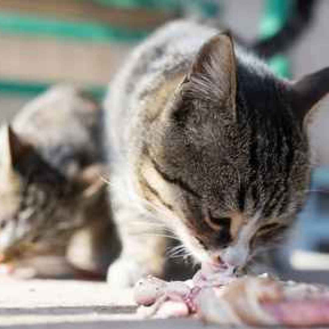 gatto  alimenti gatti  dieta barf