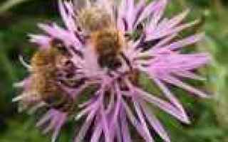 Ambiente: miele  primavera  api  lavoro  sapa