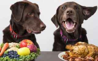 cane  alimenti cani  dieta barf