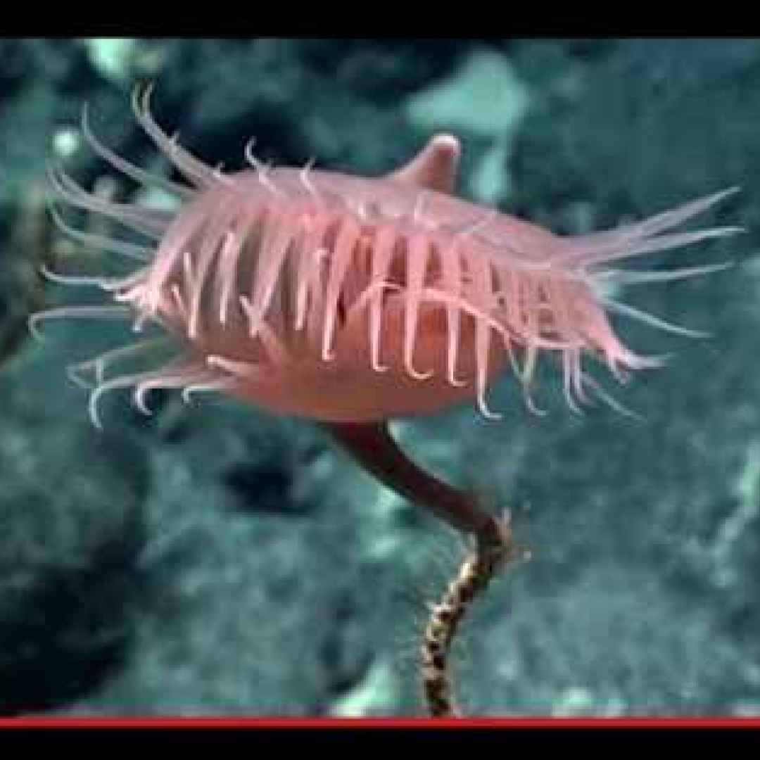 animali  anemoni  cnidaria  coralli