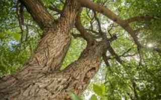 Ambiente: fotografia  alberi  sradicare  natura