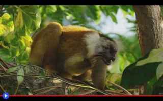 Animali: animali  primati  lemuri  madagascar