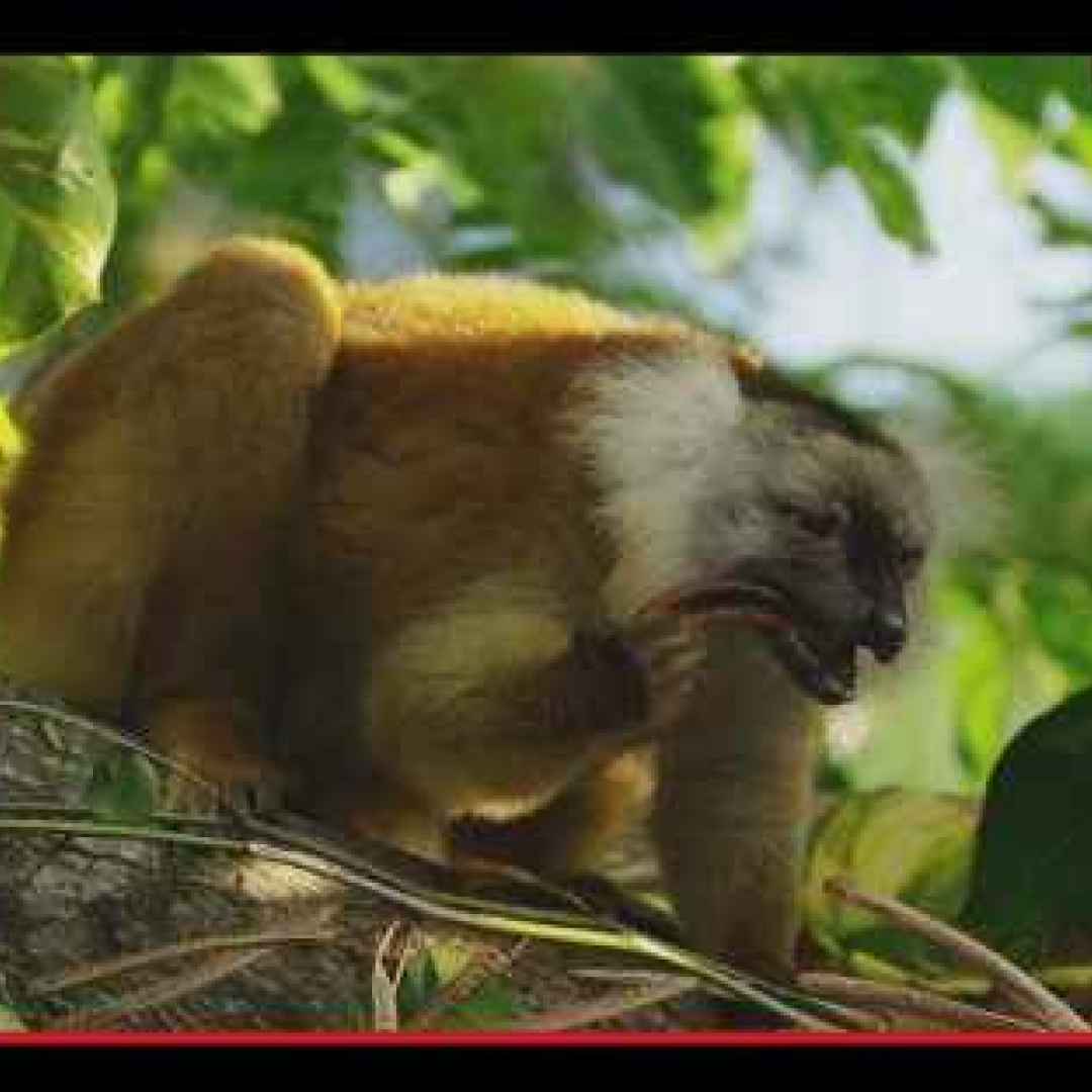 animali  primati  lemuri  madagascar