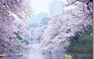 Viaggi: tokyo  ciliegi  fioritura  primavera