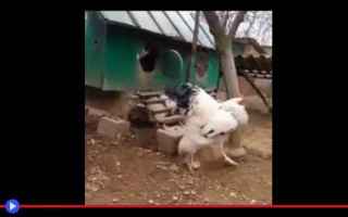 Animali: animali  polli  razze  uccelli  india