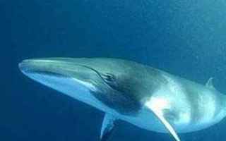 I cetacei sono mammiferi marini che, nel corso della loro evoluzione, hanno colonizzato l’ambiente