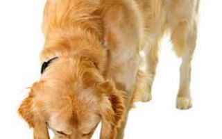 Animali: cane  dermatite  allergia  intolleranza