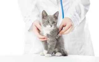 Animali: gatto  sterilizzazione  veterinario