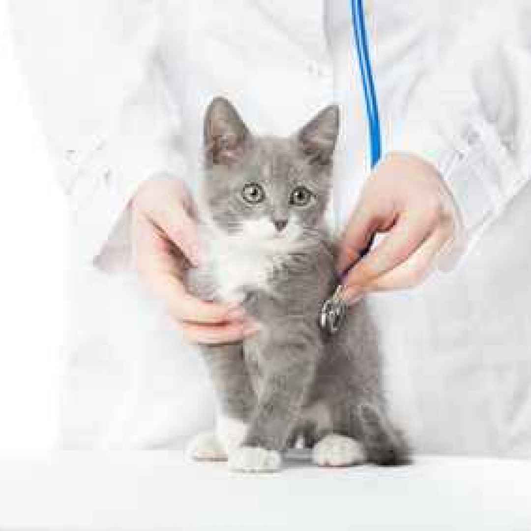 gatto  sterilizzazione  veterinario