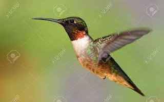 Animali: colibrì  sesso  animali