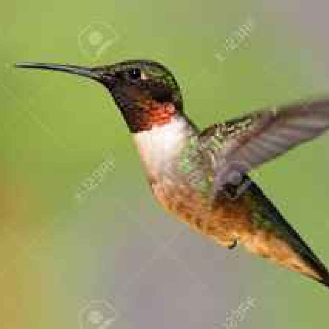 colibrì  sesso  animali