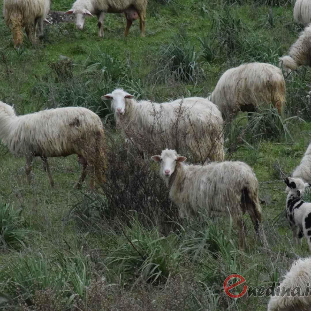 paradura  pecore  cascia  sardegna