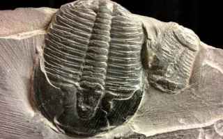 I trilobiti sono artropodi di ambiente marino esclusivi dellera paleozoica, che costituiscono la cla